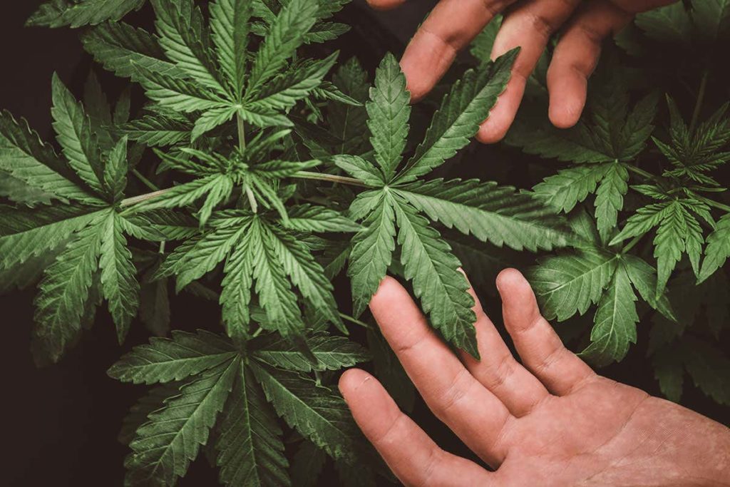 Beneficios para los pacientes del modelo club social de cannabis